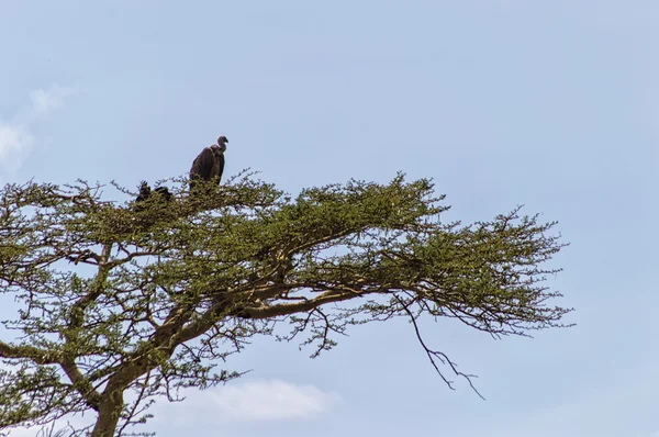 Serengeti Tanzanya, Afrika bir ağacın altında oturup akbabalar. — Stok fotoğraf