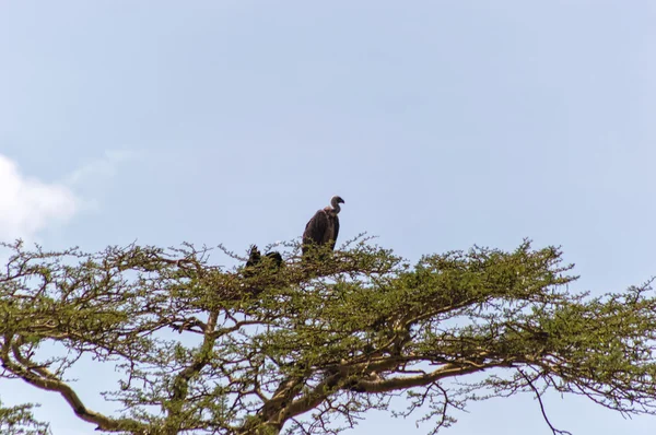 Стервятники, сидящие на дереве Серенгети Танзания, Африка . — стоковое фото