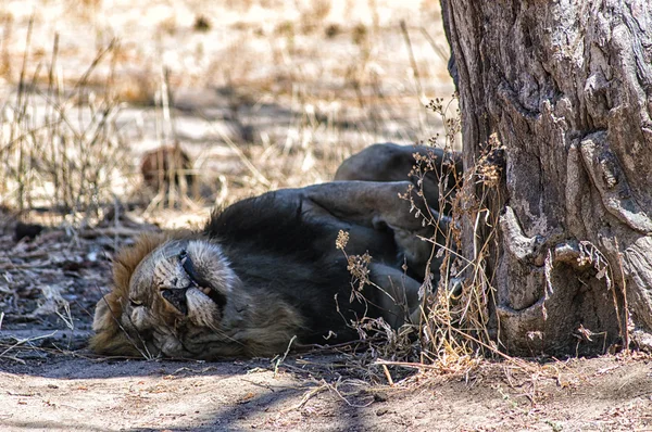 タンザニアのセレンゲティで、木の陰で眠っているライオン — ストック写真