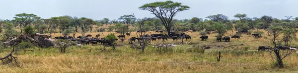 Serengeti Milli Parkı büyük Panoraması — Stok fotoğraf