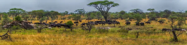 Serengeti Milli Parkı büyük Panoraması — Stok fotoğraf
