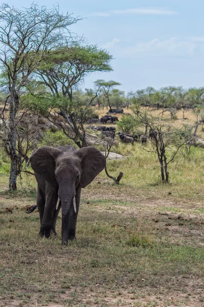 Afrikaanse olifant in de Serengeti National Park, Tanzania — Stockfoto