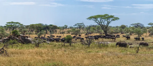 Stor Serengeti Panorama — Stockfoto
