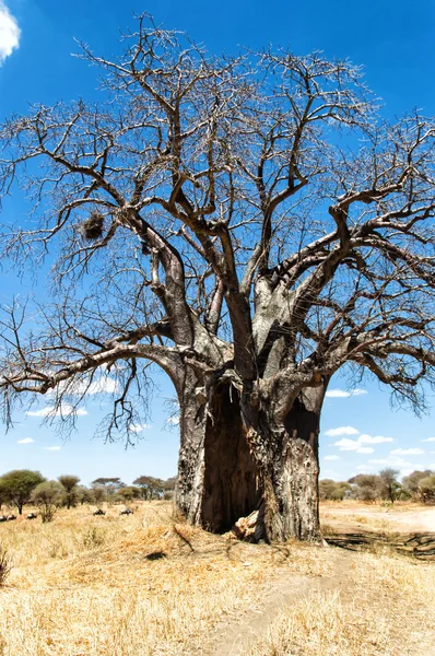 Zebralar, wildebeest içinde belgili tanımlık geçmiş ile Baobab ağacı — Stok fotoğraf