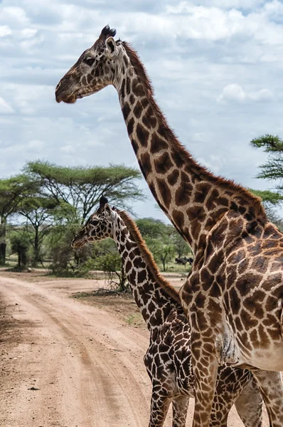Giraffa in Serengeti paesaggio con alberi di acacia — Foto Stock