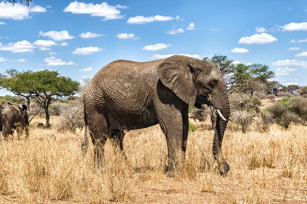 Elefante africano no Parque Nacional Serengeti, na Tanzânia — Fotografia de Stock