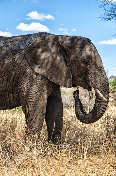 Close-up de um elefante africano comendo grama — Fotografia de Stock