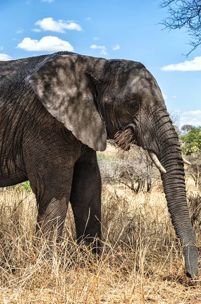 Bir Afrika fili çim yeme Close-Up — Stok fotoğraf