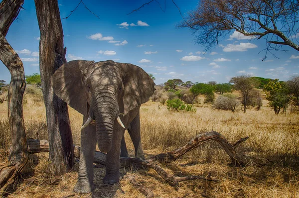 Elefante africano no Parque Nacional Serengeti, na Tanzânia — Fotografia de Stock