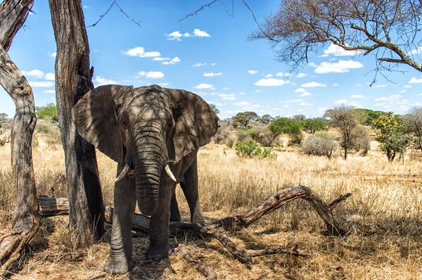 Elefante africano no Parque Nacional Serengeti, na Tanzânia — Fotografia de Stock