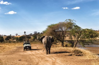 Fil resimleri alarak Safari turizm 