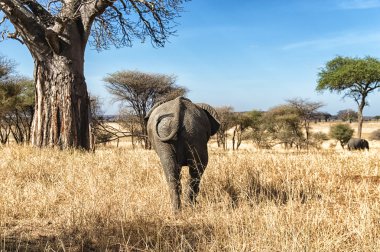 Arka görünümü fil