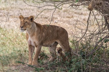 dişi aslan ve yavruları