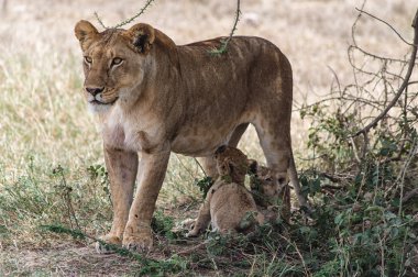 dişi aslan ve yavruları