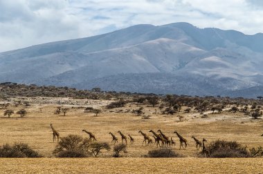 Serengeti, Tanzanya