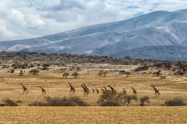 Serengeti, Tanzanya