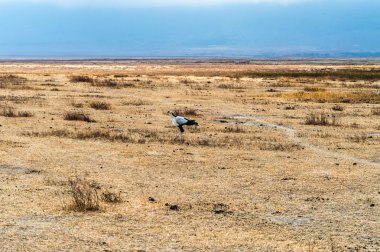 Sekreter kuşu yürüyüş