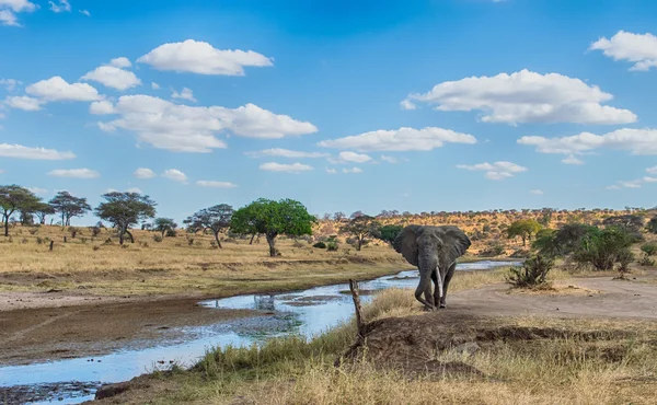 Elefante Africano caminhando no Parque Nacional Serengeti, na Tanzânia — Fotografia de Stock