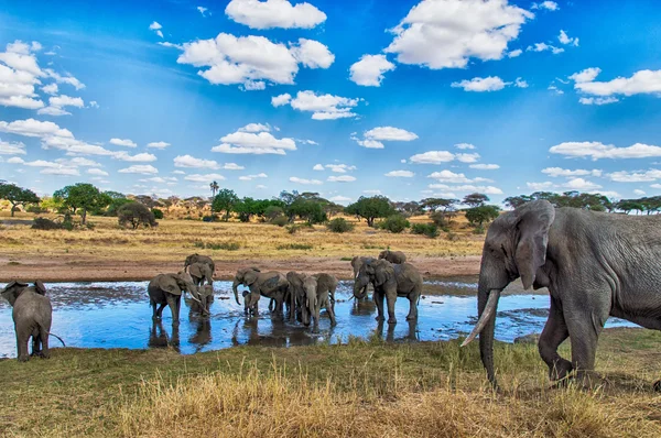 Rebanho de elefantes em um buraco de água — Fotografia de Stock
