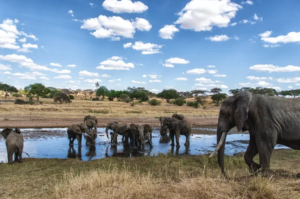 Rebanho de elefantes em um buraco de água na reserva natural de Serengeti, na Tanzânia — Fotografia de Stock