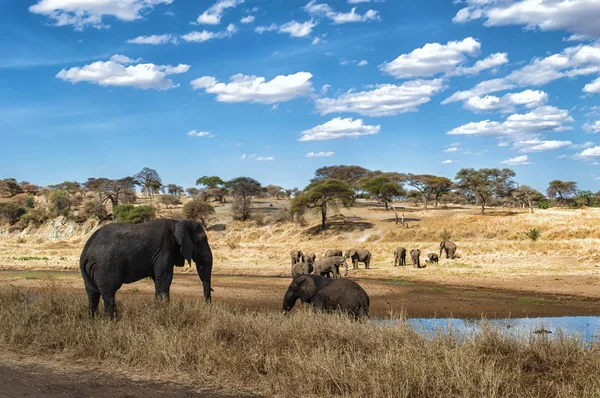 Слон стадо в waterhole в Серенгеті природно-заповідного фонду, Танзанія — стокове фото