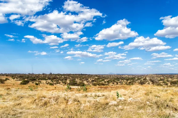 Serengeti, Tanzanie, Afrique — Photo