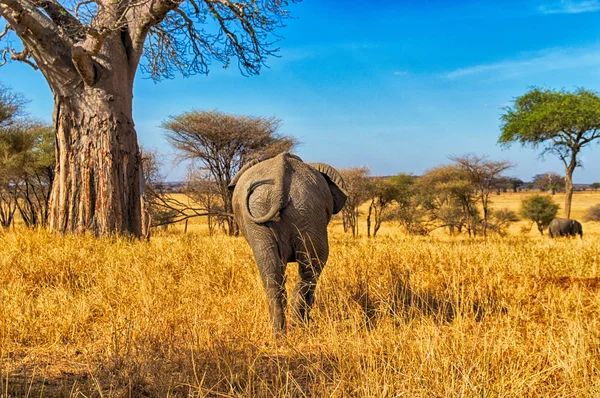 Vista traseira Elefante — Fotografia de Stock