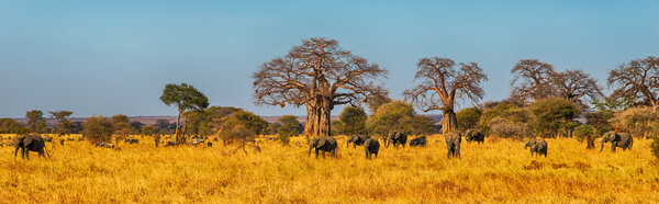 Elephant Herd walking in the Serengeti, Tanzania