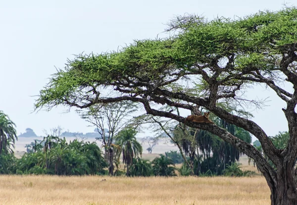 Левиця та дерево — стокове фото