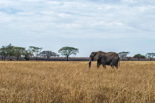 Um elefante em Ngorongoro — Fotografia de Stock