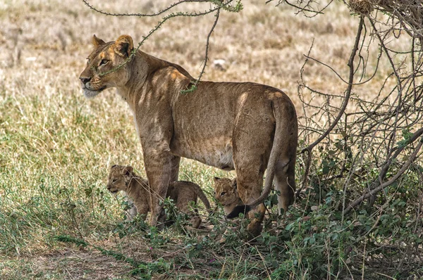 Dişi aslan ve yavruları — Stok fotoğraf