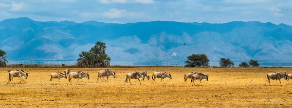 Панорама группы Blue Wildebeest — стоковое фото