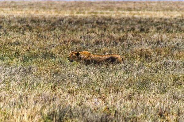 A nőstény oroszlán — Stock Fotó