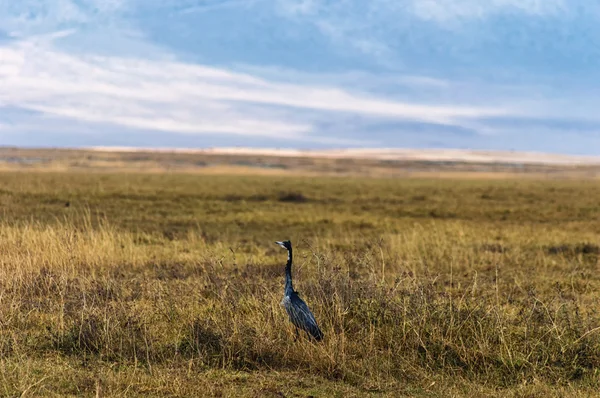 Una Garza en el Serengeti — Foto de Stock