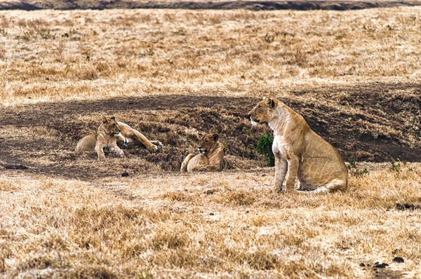 Groep Lionesses — Stockfoto