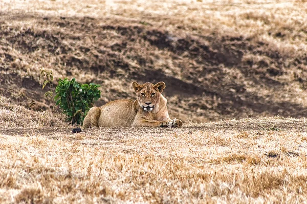 Uma leoa descansando — Fotografia de Stock