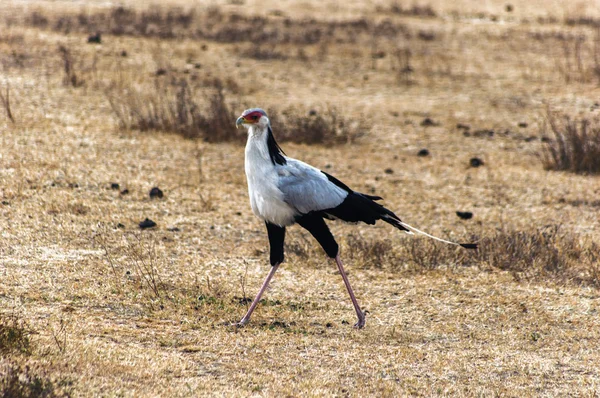 Sekretärin Vogel geht — Stockfoto