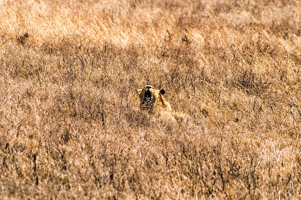 Serengetti ではライオネスはあくび — ストック写真