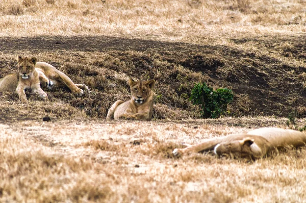 Lionesses csoport — Stock Fotó