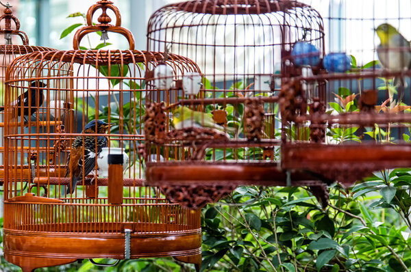 Birds in cages