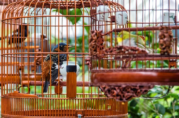 Oiseaux en cage — Photo