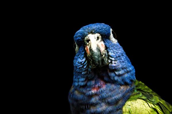 Yakın çekim Amerika papağanı — Stok fotoğraf