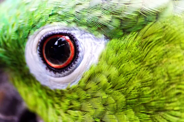 Cabeza de loros de cerca — Foto de Stock