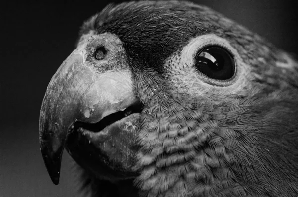 Extremo close-up Macaw — Fotografia de Stock