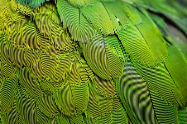 Textura de fondo de ciruela — Foto de Stock