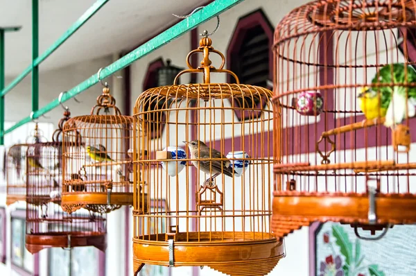 Birds in cages — Stock Photo, Image