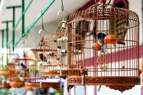 Birds in cages — Stock Photo, Image