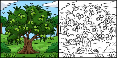 Bu boyama sayfası bir zeytin ağacı meyve bitkisini gösteriyor. Bu illüstrasyonun bir tarafı renkli ve çocuklar için bir ilham kaynağı..