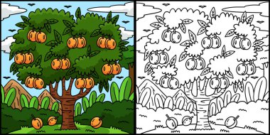 Bu boyama sayfası kayısı ağacı meyve bitkisini gösteriyor. Bu illüstrasyonun bir tarafı renkli ve çocuklar için bir ilham kaynağı..