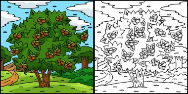 Bu boyama sayfasında bir Fındık Ağacı Meyve Bitkisi var. Bu illüstrasyonun bir tarafı renkli ve çocuklar için bir ilham kaynağı..